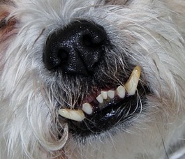 Gebit-hond-een-onderbeet-en-tandsteen