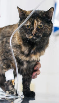 maak je geïrriteerd Stuiteren element Meer weten over lelie vergiftiging bij katten? Kijk op onze Caressapedia!