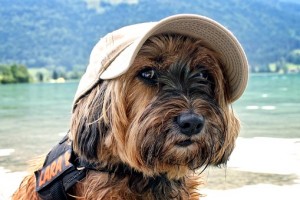 Met-je-hond-op-vakantie-naar-het-buitenland-samen-genieten