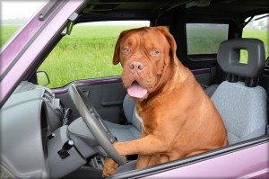 Met-je-hond-op-vaknatie-naar-het-buitenland-een-veilige-auto-reis