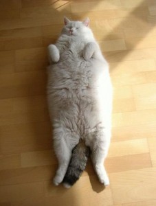 Overgewicht-bij-een-kat