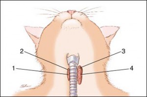 Aziatisch Ik denk dat ik ziek ben klok Meer weten over schildklierproblemen bij de kat? Kijk op de Caressapedia
