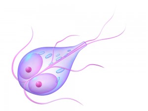 ziekte giardia kat