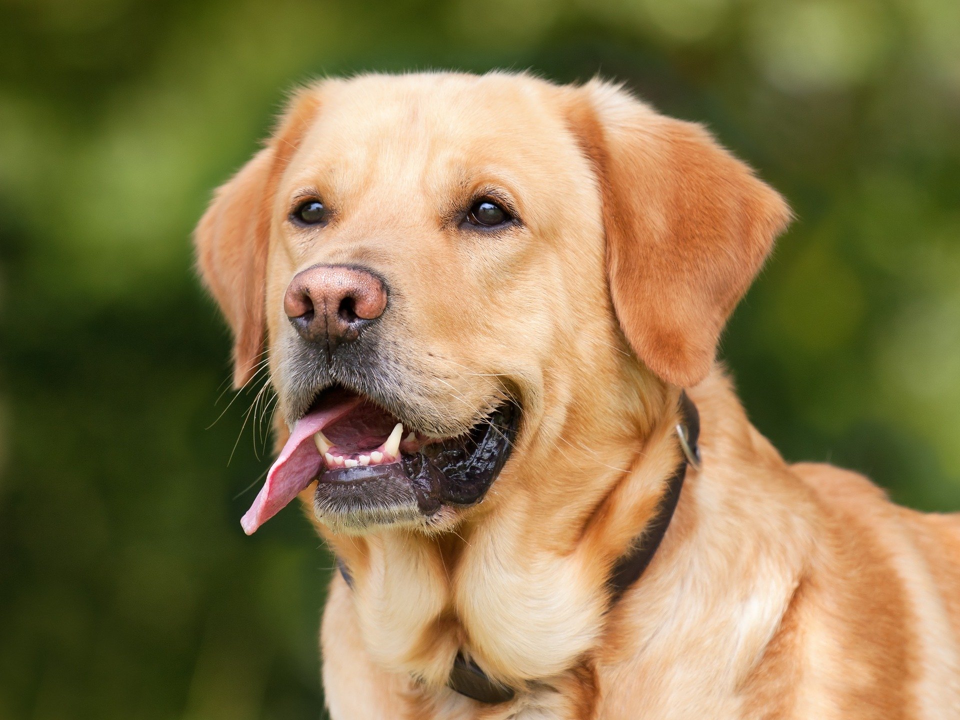 steekpenningen deksel Bekwaamheid Meer weten over Leishmania bij de hond? Kijk op onze Caressapedia!