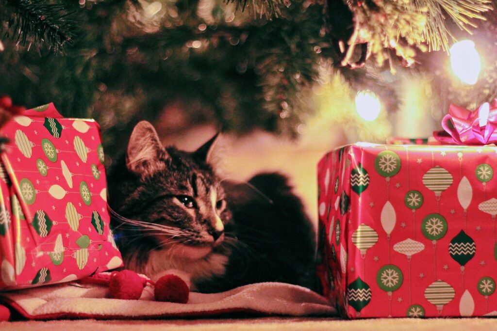 Xmas Jenna Hamra