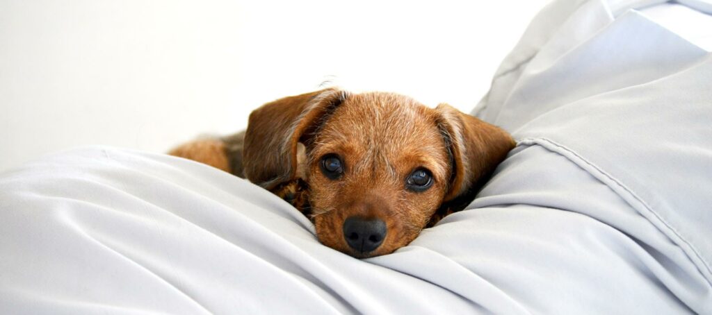 Chipregistratie honden nieuwe regels