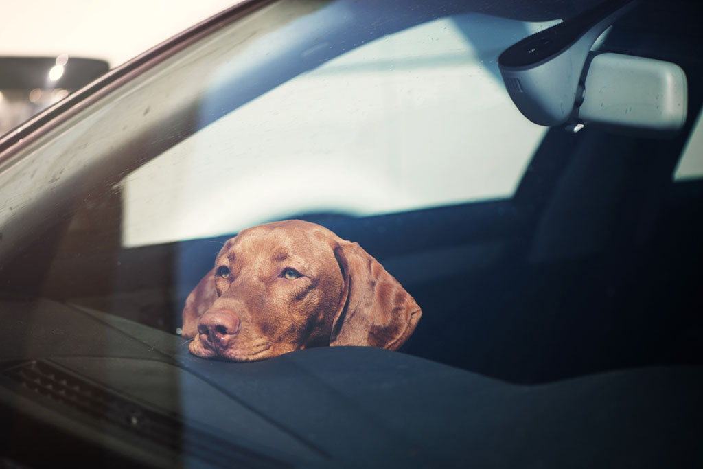 Caressa zomerhitte hond in de auto