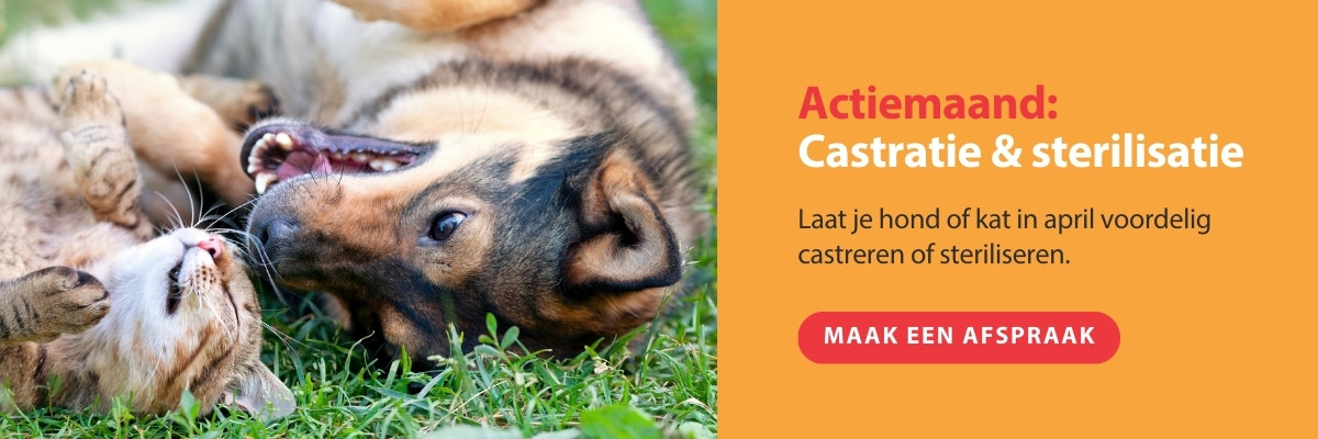 Actiemaand: laat je hond of kat in april voordelig castreren of steriliseren